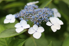 紫陽花