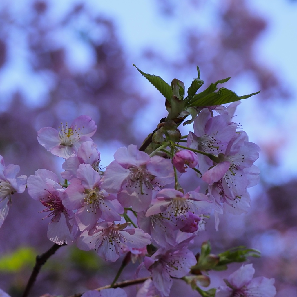 河津桜