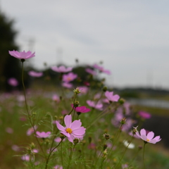 コスモス畑