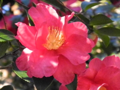 山茶花