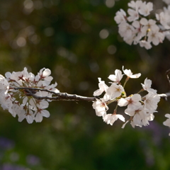 泉の森