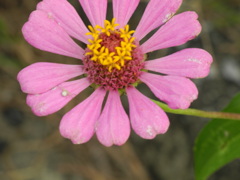 岩滑、矢勝川 岩滑、矢勝川