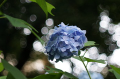 紫陽花