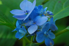 紫陽花