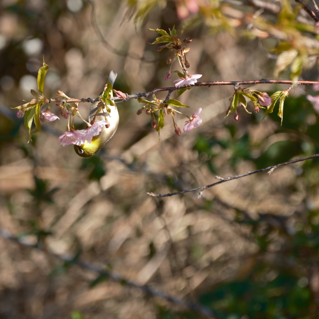 桜とメジロ