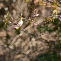 桜とメジロ