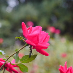 薔薇
