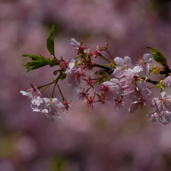 河津桜