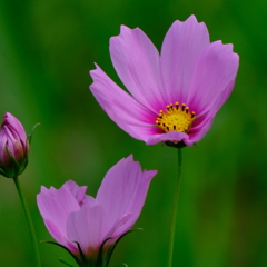 ふれあいの森