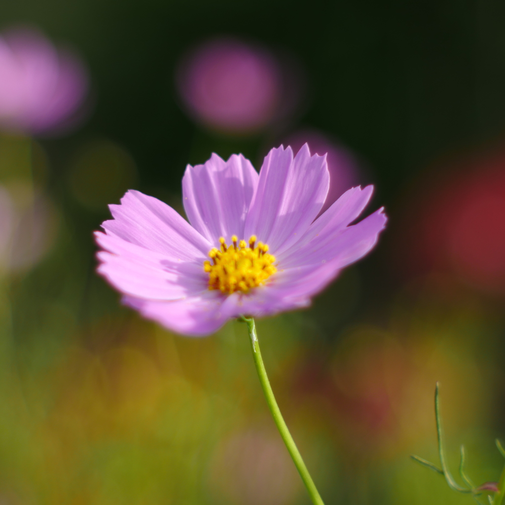 秋桜