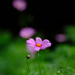 ふれあいの森