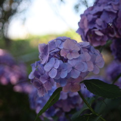 花ひろば