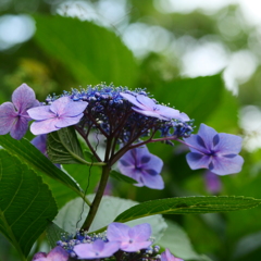 紫陽花