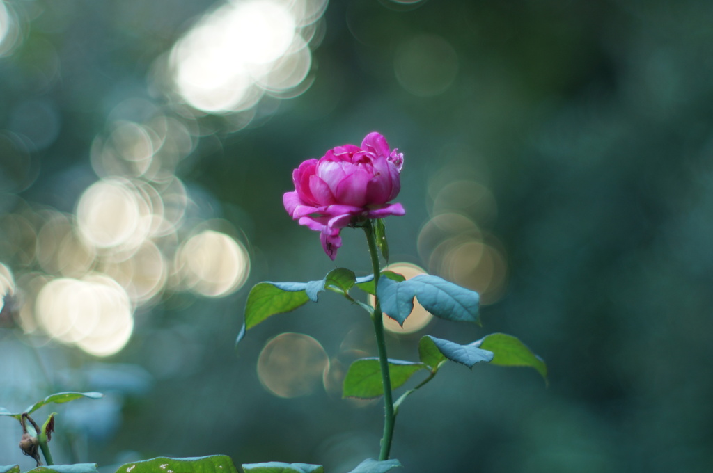 薔薇