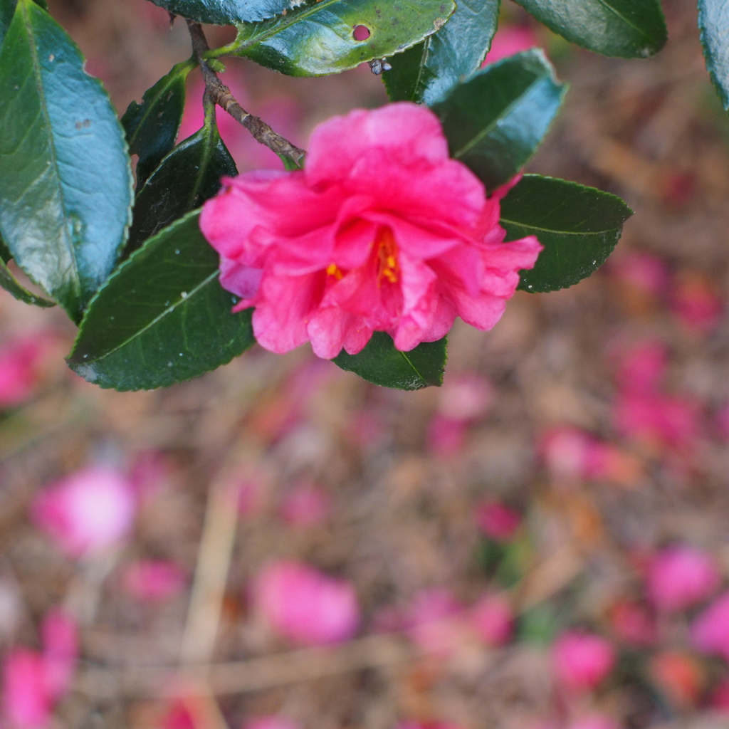 山茶花