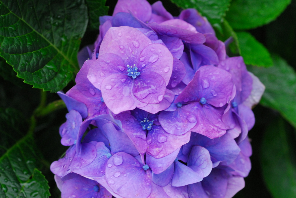 紫陽花