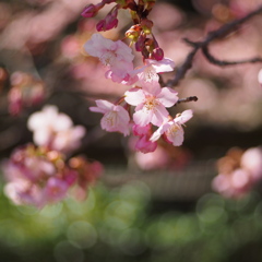 河津桜