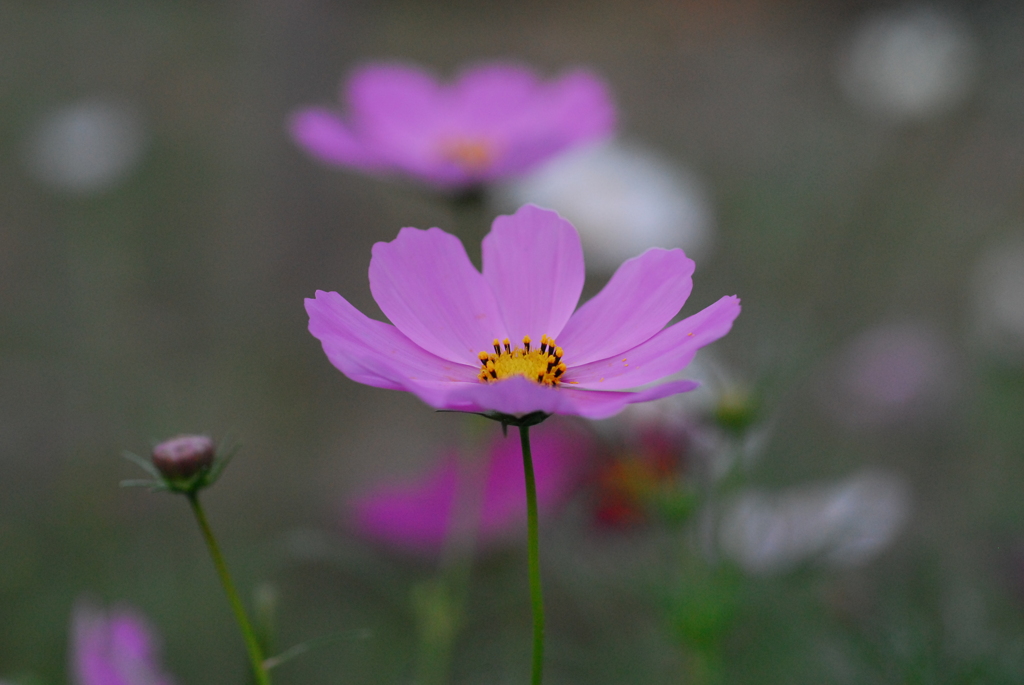 秋桜