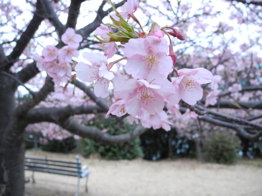 聖崎公園