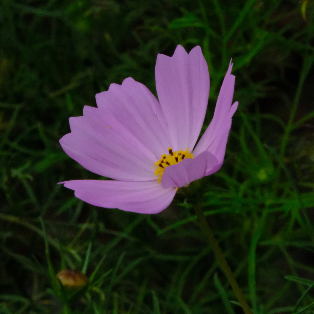 秋桜