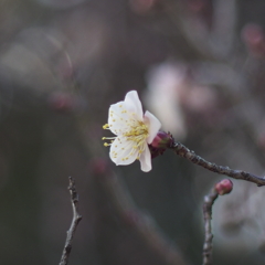 佐布里池