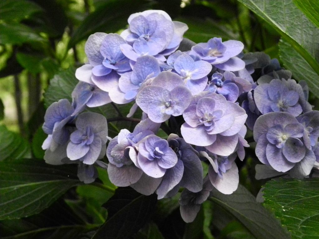 紫陽花