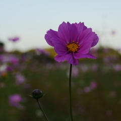 コスモス畑