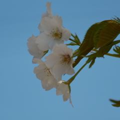 ふれあいの森