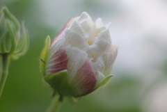蕾