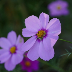 秋桜