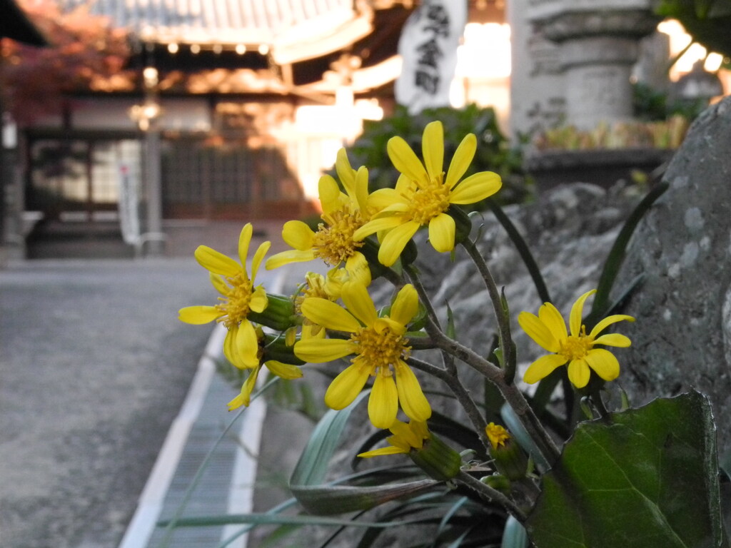 知多半島