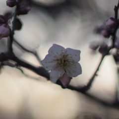 佐布里池