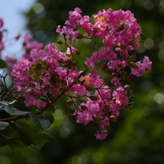 相模原公園 相模原公園