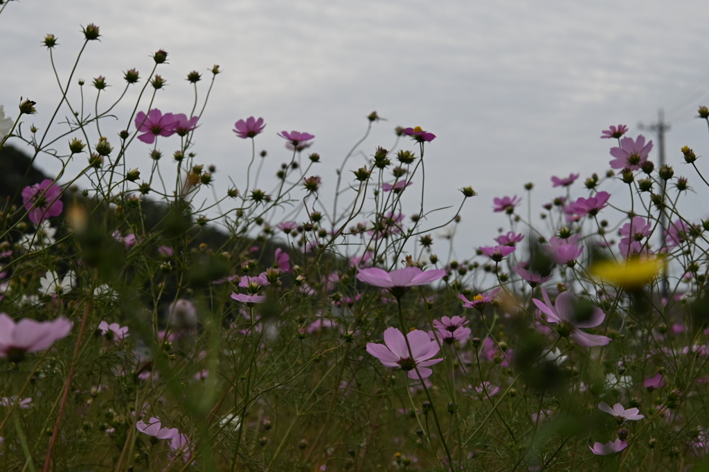 コスモス畑