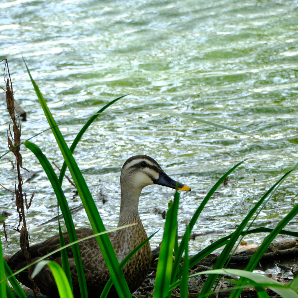 七本木池公園