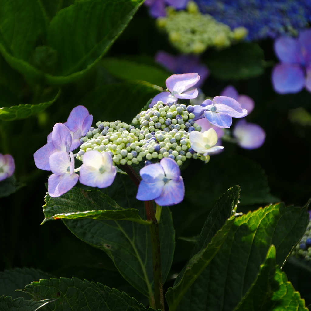 花かつみ園
