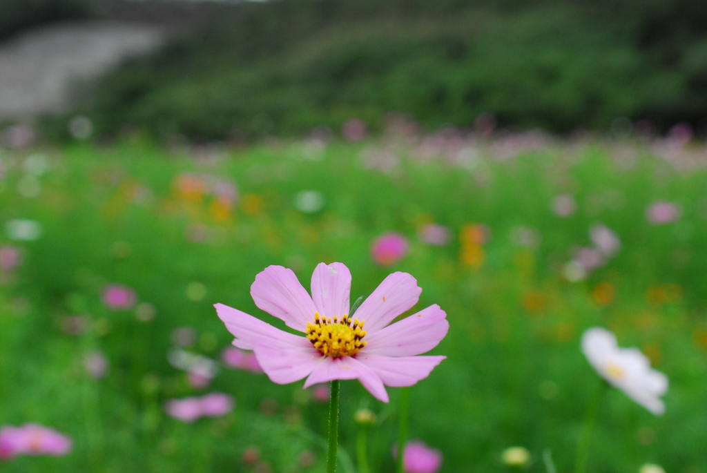 秋桜