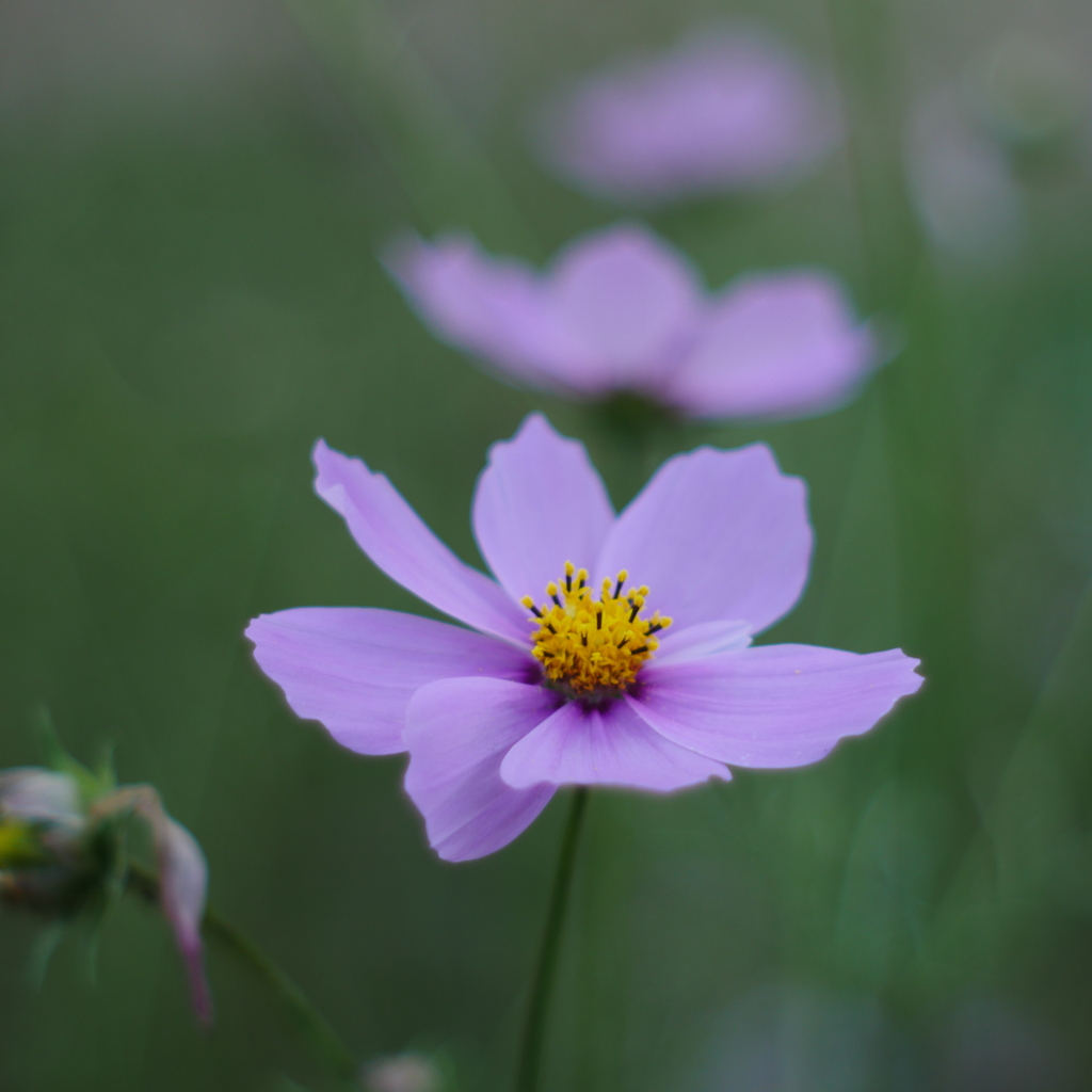 秋桜