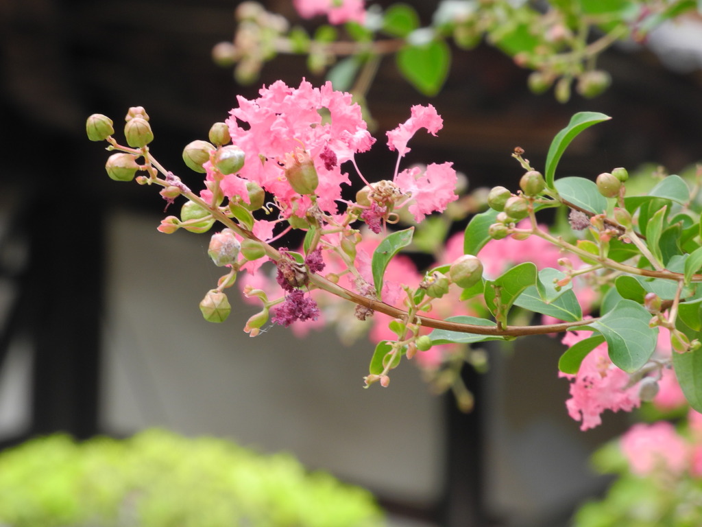常福院