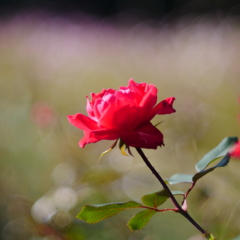 薔薇
