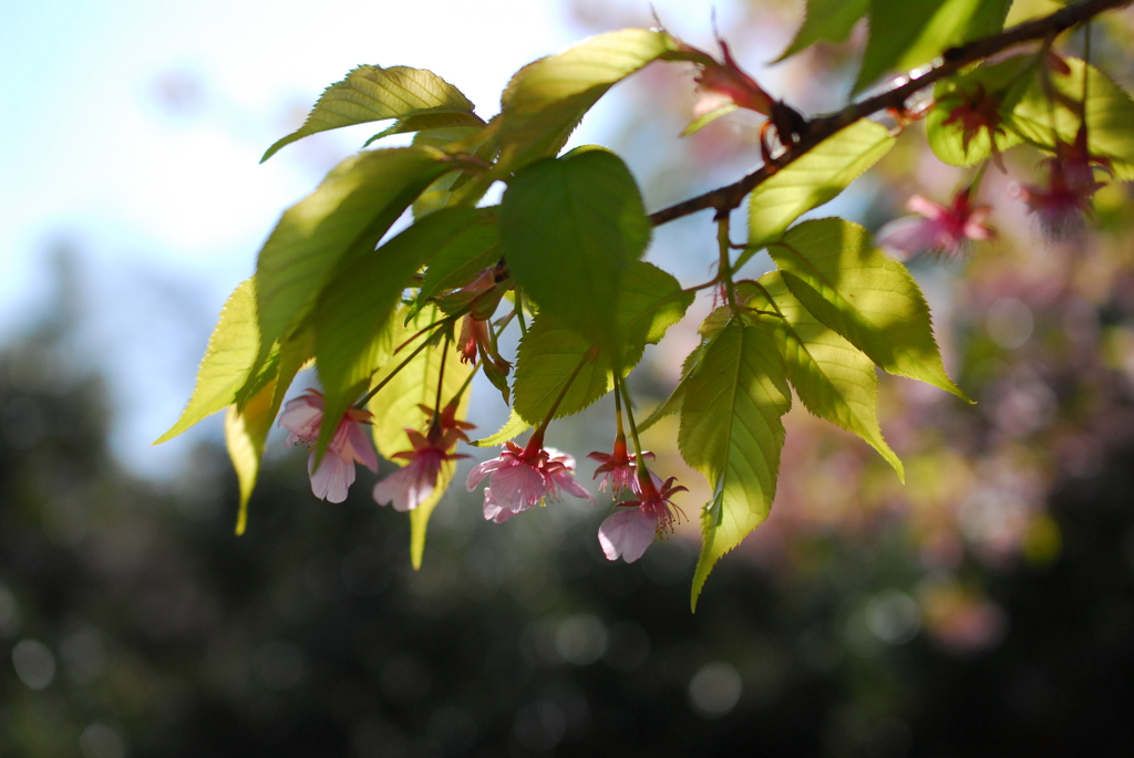 上ノ山公園