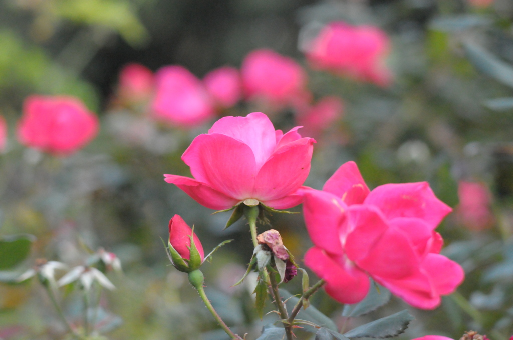 薔薇