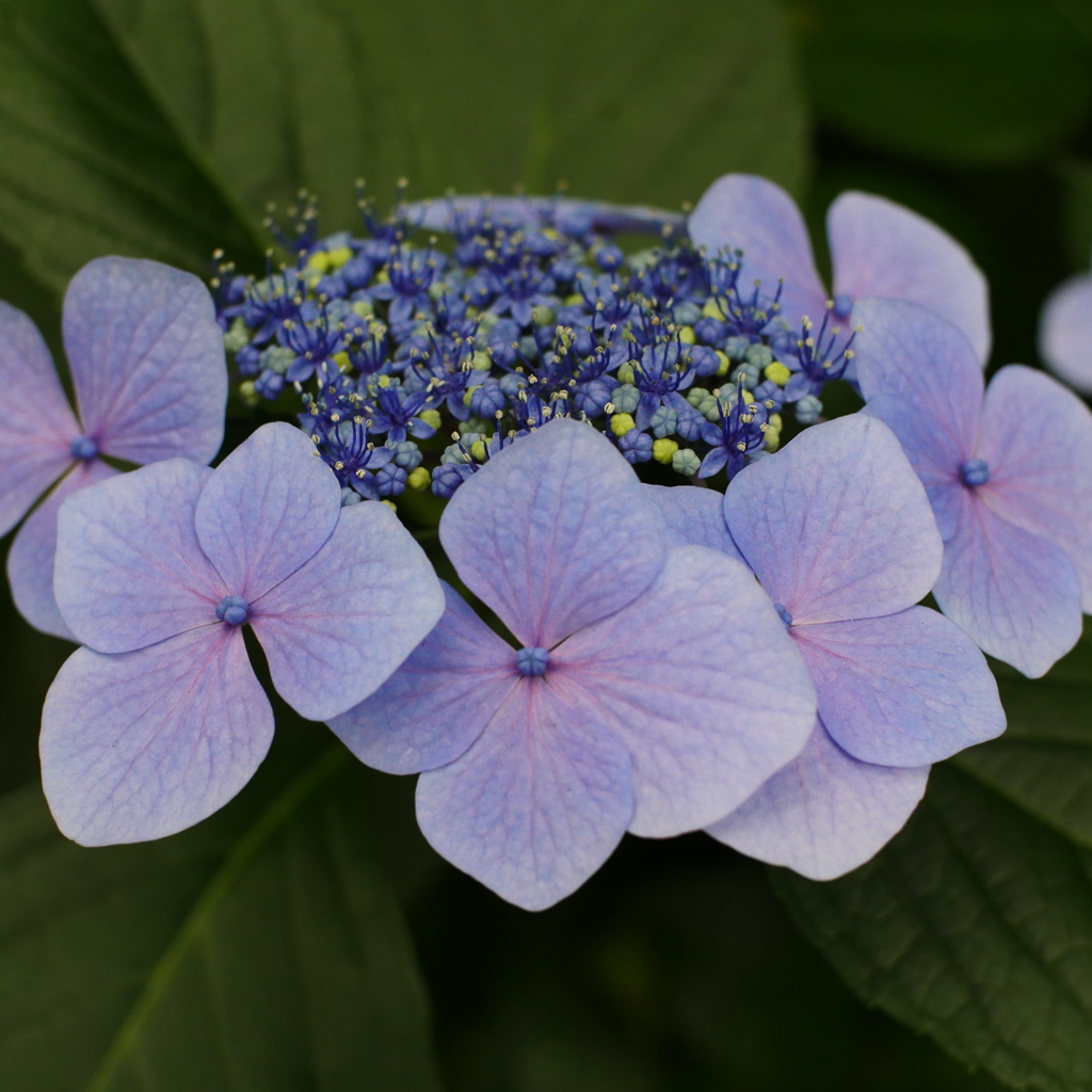 紫陽花