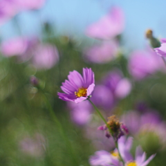 秋桜