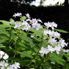 ふれあいの森