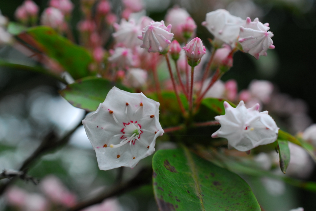 ふれあいの森