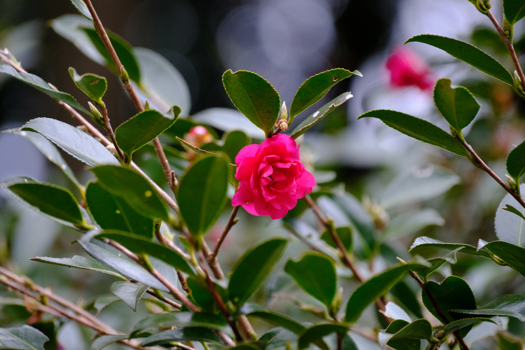 山茶花