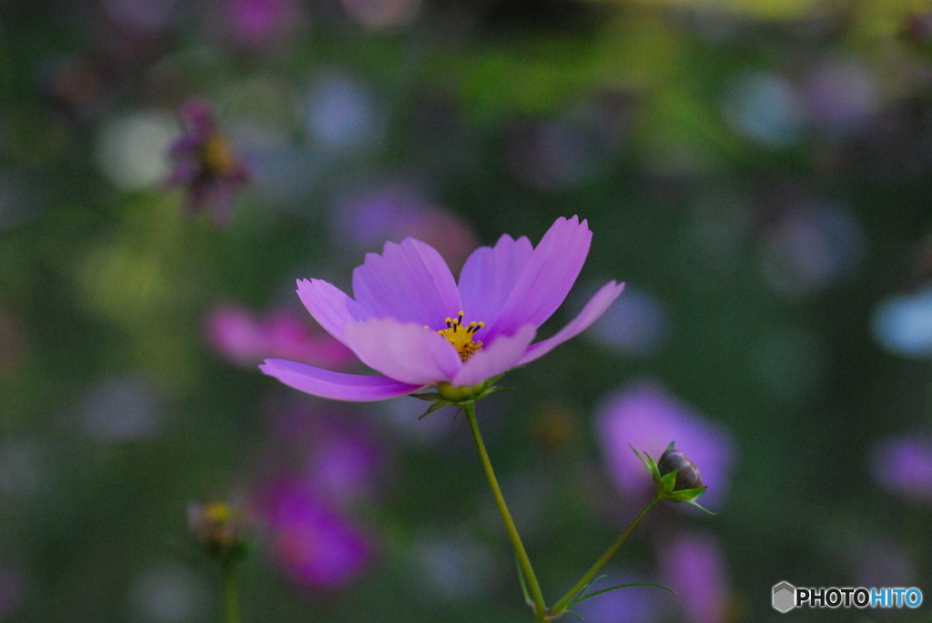 秋桜