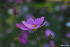 秋桜