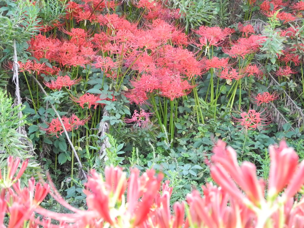 彼岸花